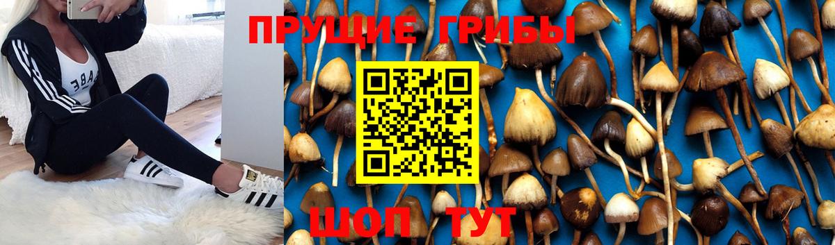 Псилоцибиновые грибы Psilocybine cubensis  Псилоцибиновые грибы мицелий  Югорск  Вход с VPN 